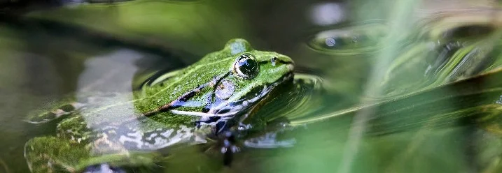 Grüner Frosch im Teich